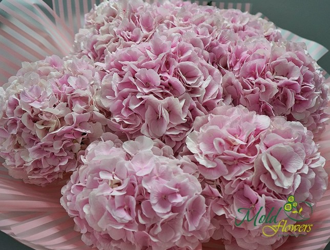 Bouquet of 9 pink hydrangeas (on order 10 days) photo